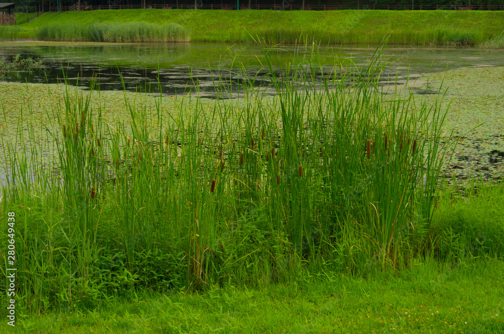 Obraz premium pond in the garden