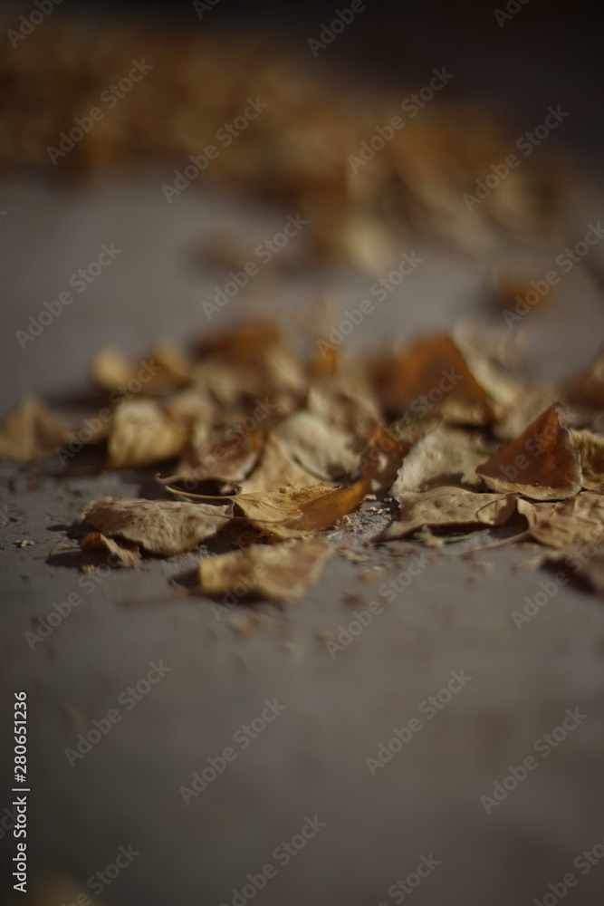 Dry golden birch leaves lie on a tiled stone surface with sunlight Dry golden birch leaves lie on a tiled stone surface with sunlight