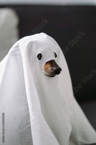 Ghost dog photo