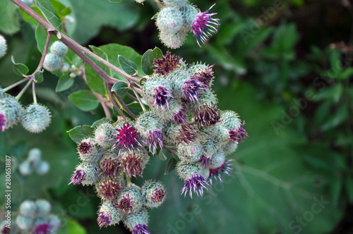 In the wildlife bloom burdock