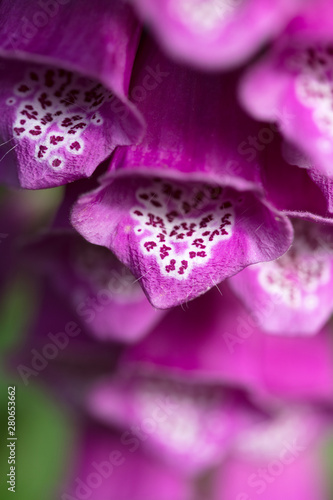 Close-up of a foxglove photo