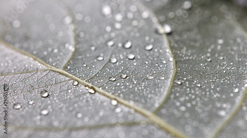 Transparent drops of water on a leaf with streaks. Macro photo of natural background. Flat lay photo