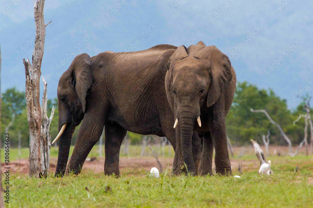 Obraz premium herd of elephants, Lake Kariba, Zimbabwe