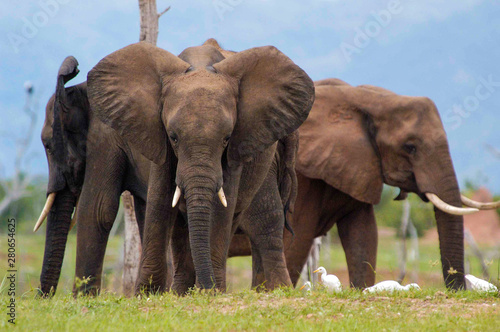 Photography herd of elephants at Lake Kariba, Zimbabwe