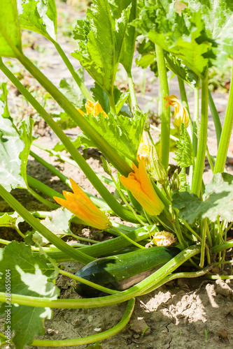 Young zucchini plant blooming in the sunny garden photo