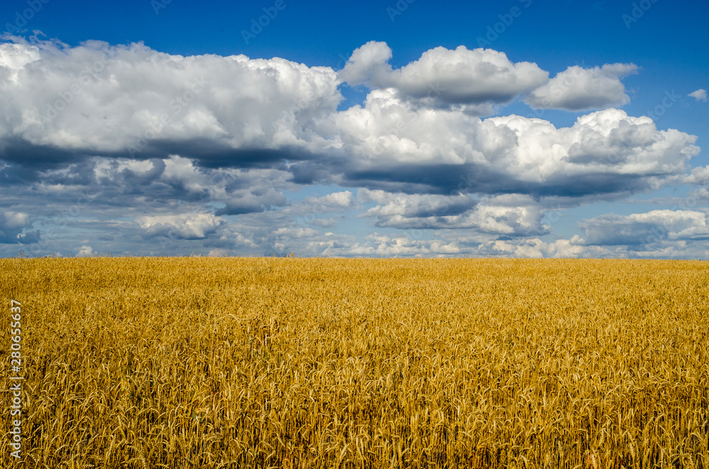 Ripe wheat field and blue sky with clouds Ripe wheat field and blue sky with clouds