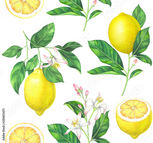 Watercolor lemon pattern on white background