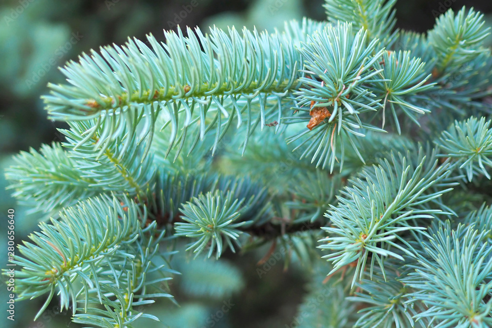 Fluffy green pine branch close-up. Fluffy green pine branch close-up.