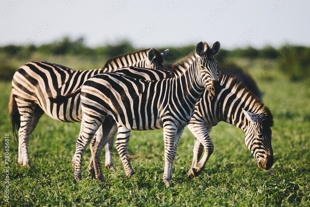 Three Common Zebras foraging on savanna Three Common Zebras foraging on savanna