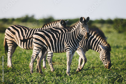 Three Common Zebras foraging on savanna