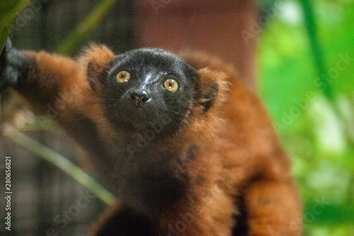 Baby red ruffed lemur pup Varecia rubra cling to branches photo