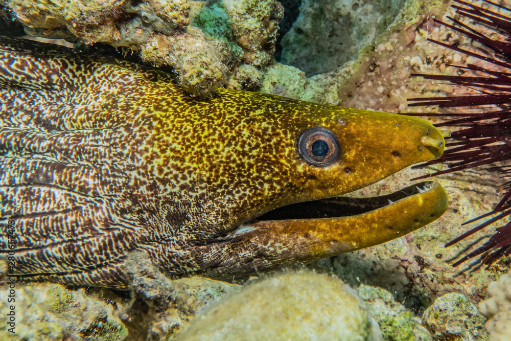 Moray eel Mooray lycodontis undulatus in the Red Sea, eilat israel Moray eel Mooray lycodontis undulatus in the Red Sea, eilat israel
