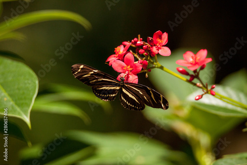State butterfly of Florida the zebra longwing, Heliconius charitonia photo