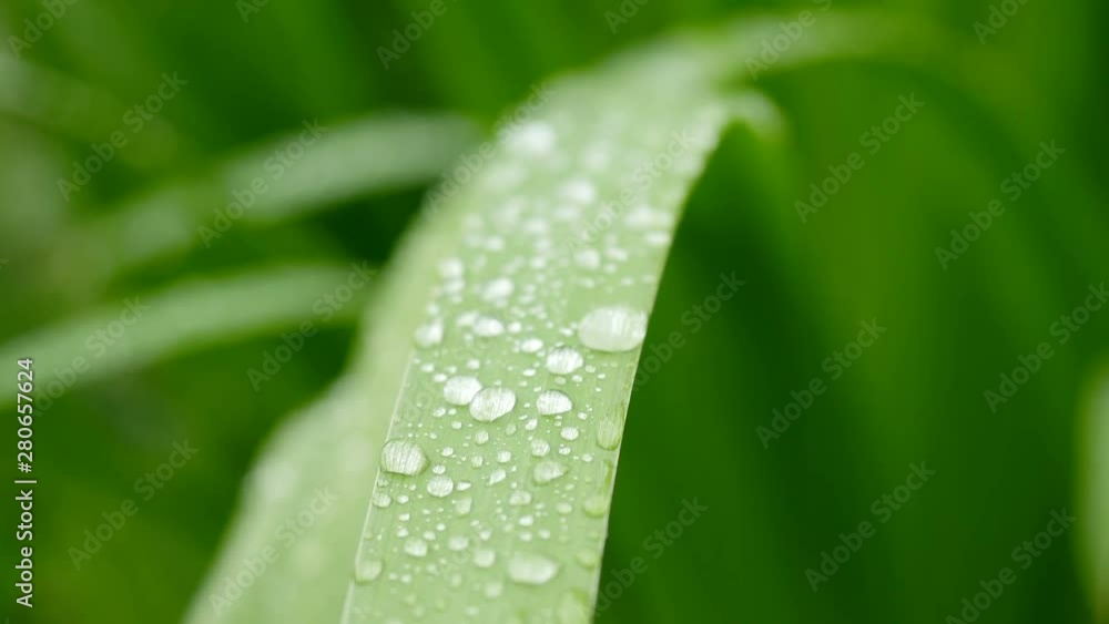 Dew drops on grass. Raindrops on the green grass. after the rain. Few drops of rain fall on the grass Dew drops on grass. Raindrops on the green grass. after the rain. Few drops of rain fall on the grass