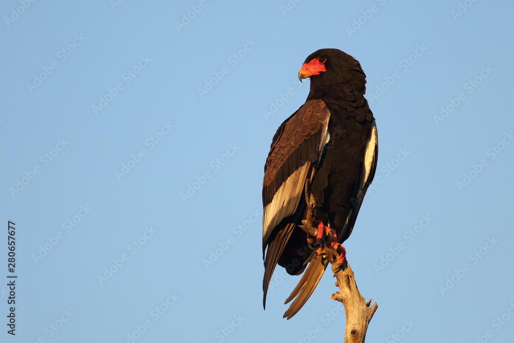 Fototapeta premium Gaukler / Bateleur / Terathopius ecaudatus