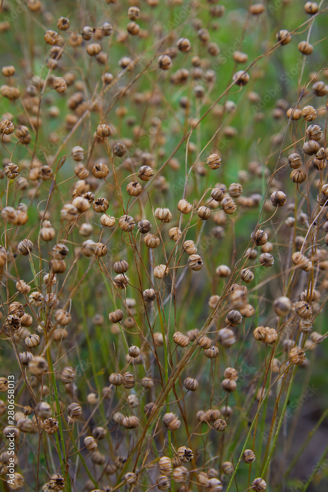 Linum perenne (perennial flax, blue flax or lint). Flax flower and seed capsules. Linum perenne (perennial flax, blue flax or lint). Flax flower and seed capsules.