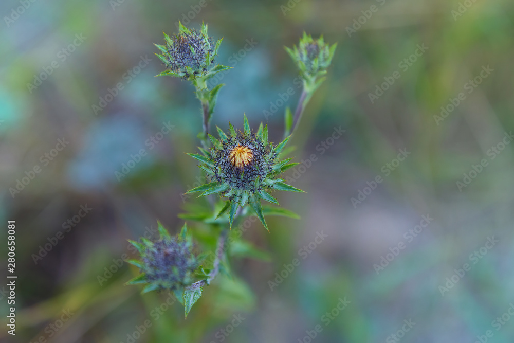 Carlina biebersteinii plant at field at nature. Carlina vulgaris or Carline thistle, family Asteraceae (Compositae). Carlina corymbosa Carlina biebersteinii plant at field at nature. Carlina vulgaris or Carline thistle, family Asteraceae (Compositae). Carlina corymbosa