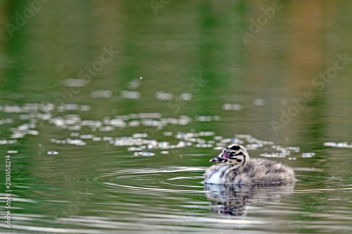 Haubentaucher (Podiceps cristatus) Küken - Great crested grebe photo