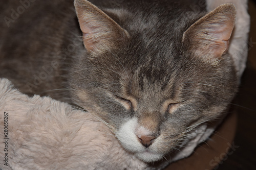 Wallpaper Mural gray home cat sleeps in his soft cozy bed Torontodigital.ca