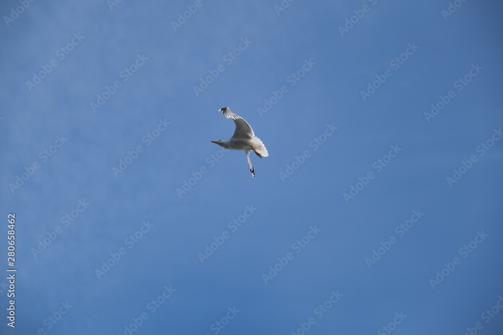 A Seagull Gracefully Diving in the blue sky A Seagull Gracefully Diving in the blue sky