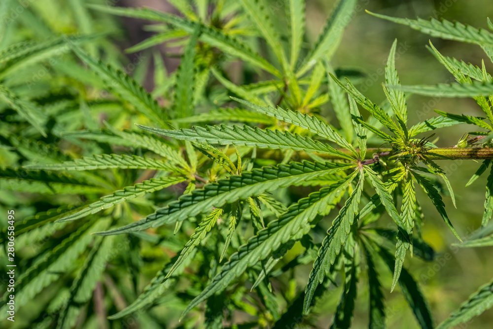 bushes hemp plant. Bushes of the cannabis plant close-up bushes hemp plant. Bushes of the cannabis plant close-up