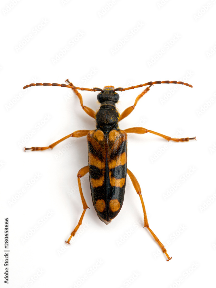 longhorn flower beetle, Xestoleptura crassipes, dusted with yellow pollen, from above, isolated longhorn flower beetle, Xestoleptura crassipes, dusted with yellow pollen, from above, isolated