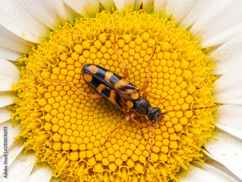 longhorn flower beetle, Xestoleptura crassipes, dusted with yellow pollen, from above, on daisy flower