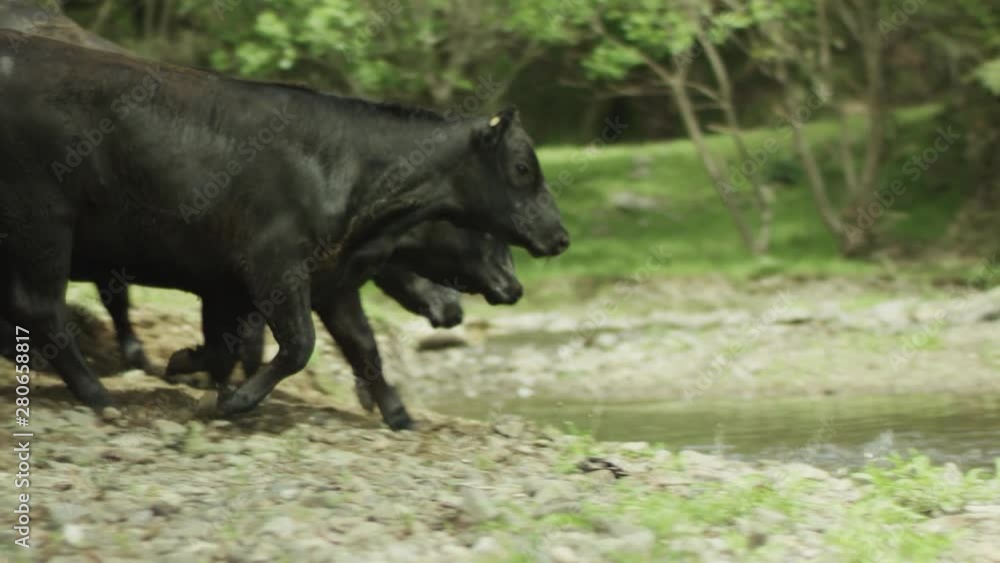 Cute young cows of Aberdeen-Angus breed cross the river in the forest on a sunny warm summer day. The concept of animal husbandry. Slow Motion. RED Dragon 6K S35 Cute young cows of Aberdeen-Angus breed cross the river in the forest on a sunny warm summer day. The concept of animal husbandry. Slow Motion. RED Dragon 6K S35