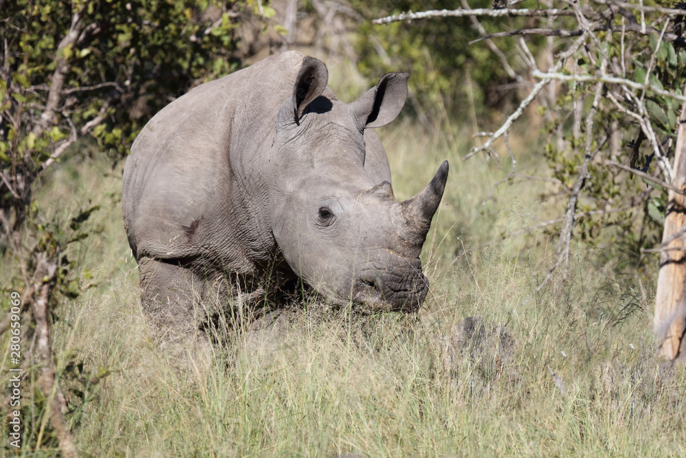 Breitmaulnashorn / Square-lipped Rhinoceros / Ceratotherium Simum