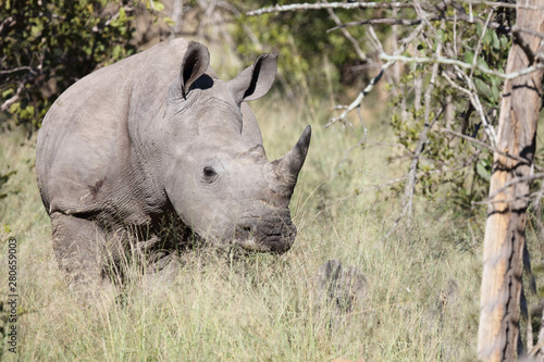 Breitmaulnashorn / Square-lipped Rhinoceros / Ceratotherium Simum © Ludwig
