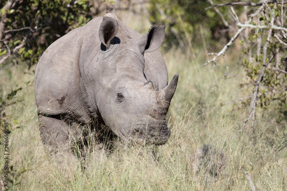 Obraz premium Breitmaulnashorn / Square-lipped Rhinoceros / Ceratotherium Simum