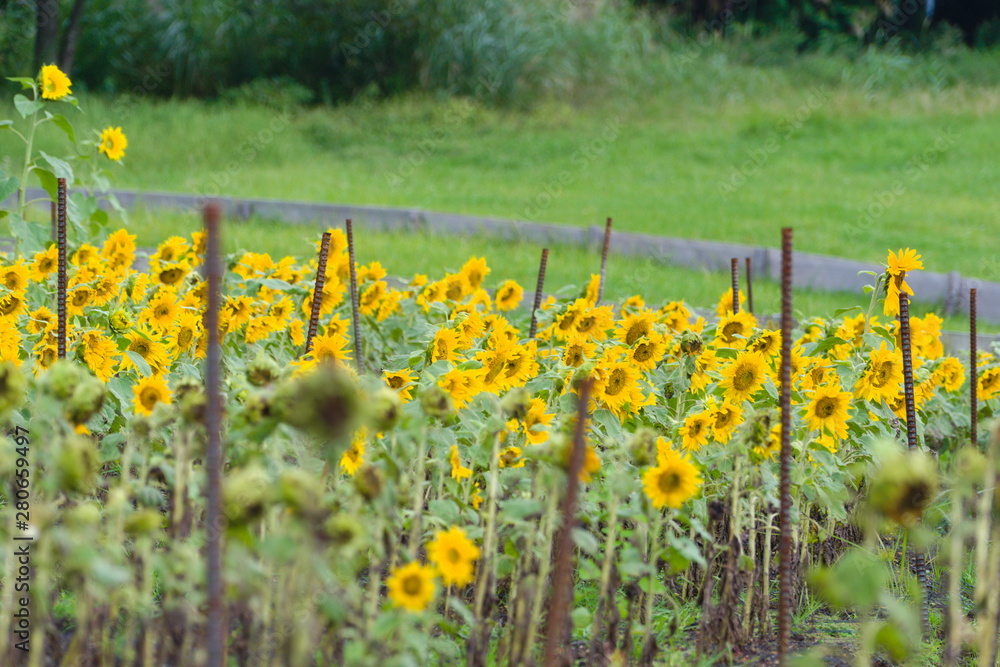 field of yellow flowers