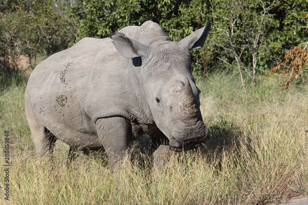 Breitmaulnashorn / Square-lipped Rhinoceros / Ceratotherium Simum Breitmaulnashorn / Square-lipped Rhinoceros / Ceratotherium Simum