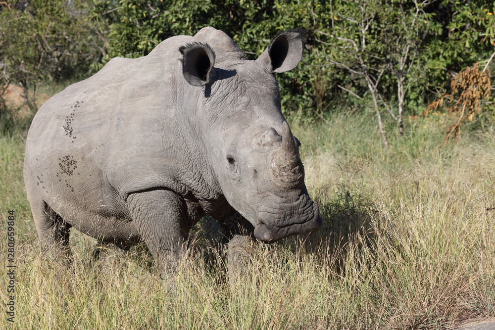 Breitmaulnashorn / Square-lipped Rhinoceros / Ceratotherium Simum Breitmaulnashorn / Square-lipped Rhinoceros / Ceratotherium Simum