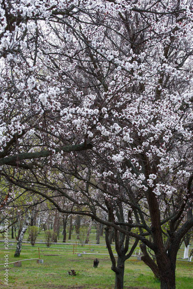 Beautiful blooming apricot trees in early spring Beautiful blooming apricot trees in early spring