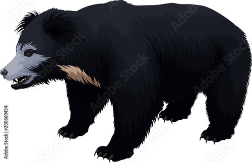vector Indian sloth bear