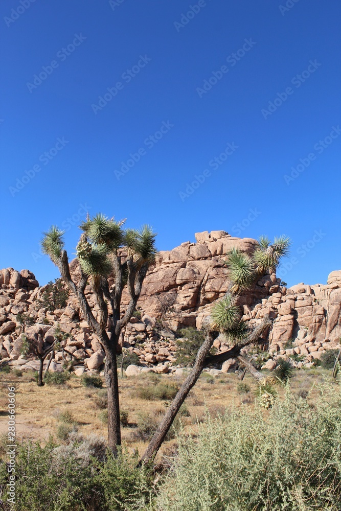 Ancient Mojave Desert rock formations comprised of monzogranite and other minerals make for majestic formations in which native plant communities have evolved. Witness in Joshua Tree National Park.