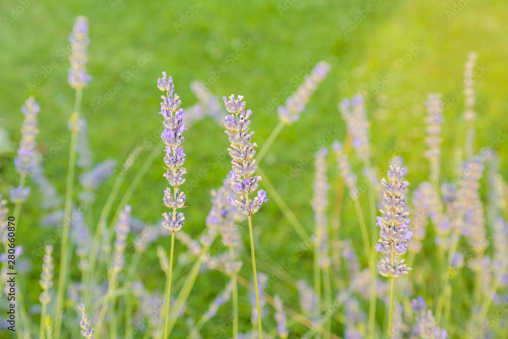 Lavender flowers in a lavender field close-up. Summertime.