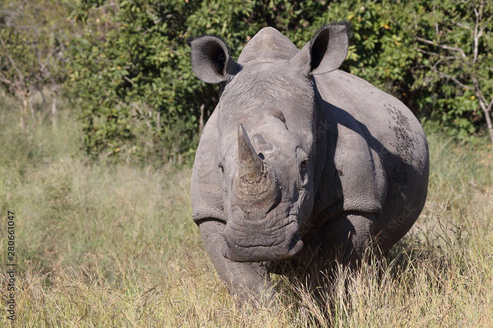 Obraz premium Breitmaulnashorn / Square-lipped Rhinoceros / Ceratotherium Simum