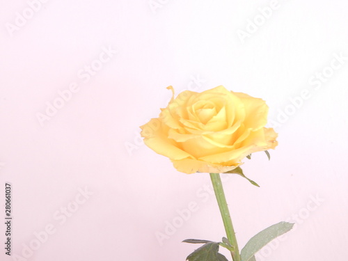 yellow rose isolated on white background