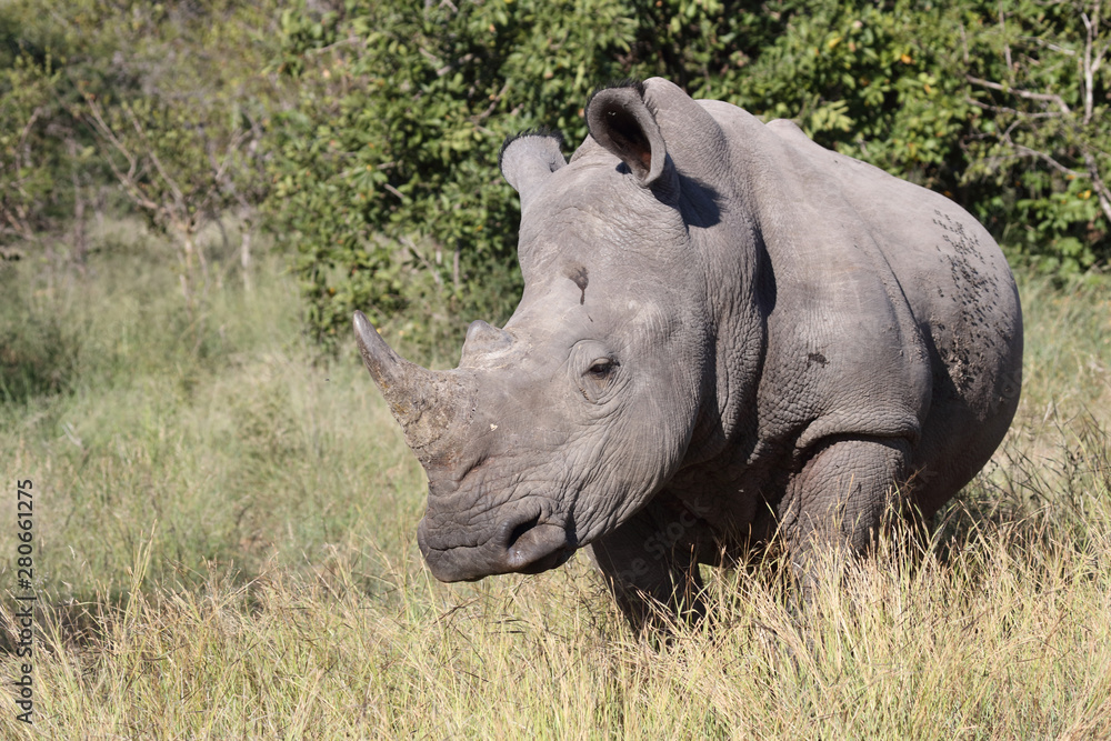 Breitmaulnashorn / Square-lipped Rhinoceros / Ceratotherium Simum Breitmaulnashorn / Square-lipped Rhinoceros / Ceratotherium Simum