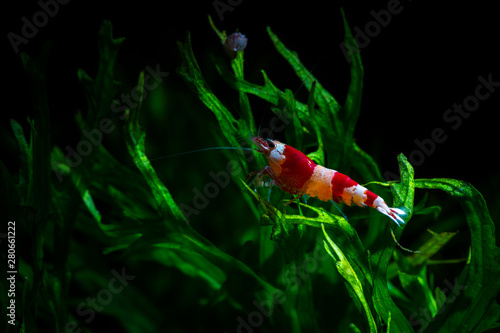 Caridina cantonesis crystal red shrimp eating pets photo