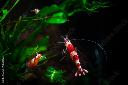 Caridina cantonesis crystal red shrimp eating pets