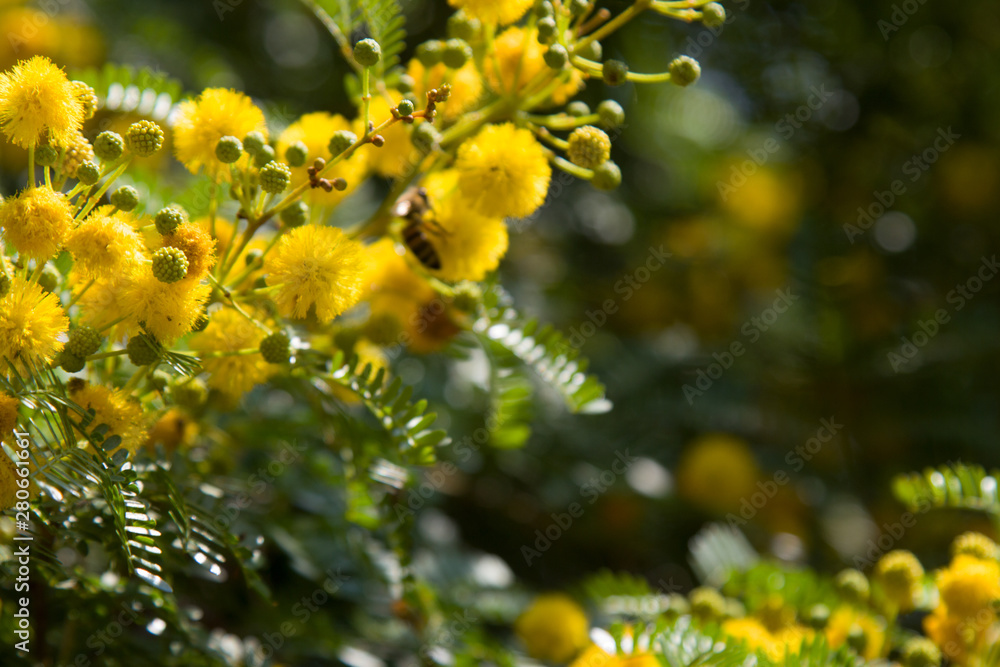 Yellow blooming Mimosa on a tree on a Sunny day. Acacia silver in color Yellow blooming Mimosa on a tree on a Sunny day. Acacia silver in color