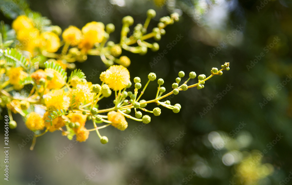 Yellow blooming Mimosa on a tree on a Sunny day. Acacia silver in color Yellow blooming Mimosa on a tree on a Sunny day. Acacia silver in color