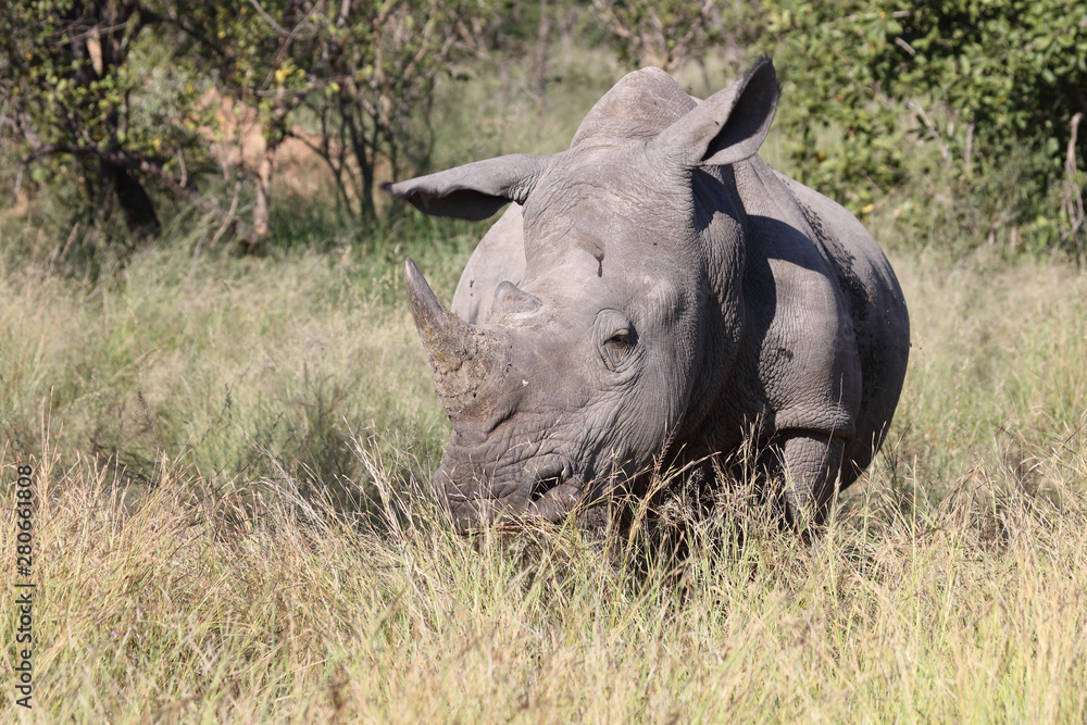 Obraz premium Breitmaulnashorn / Square-lipped Rhinoceros / Ceratotherium Simum