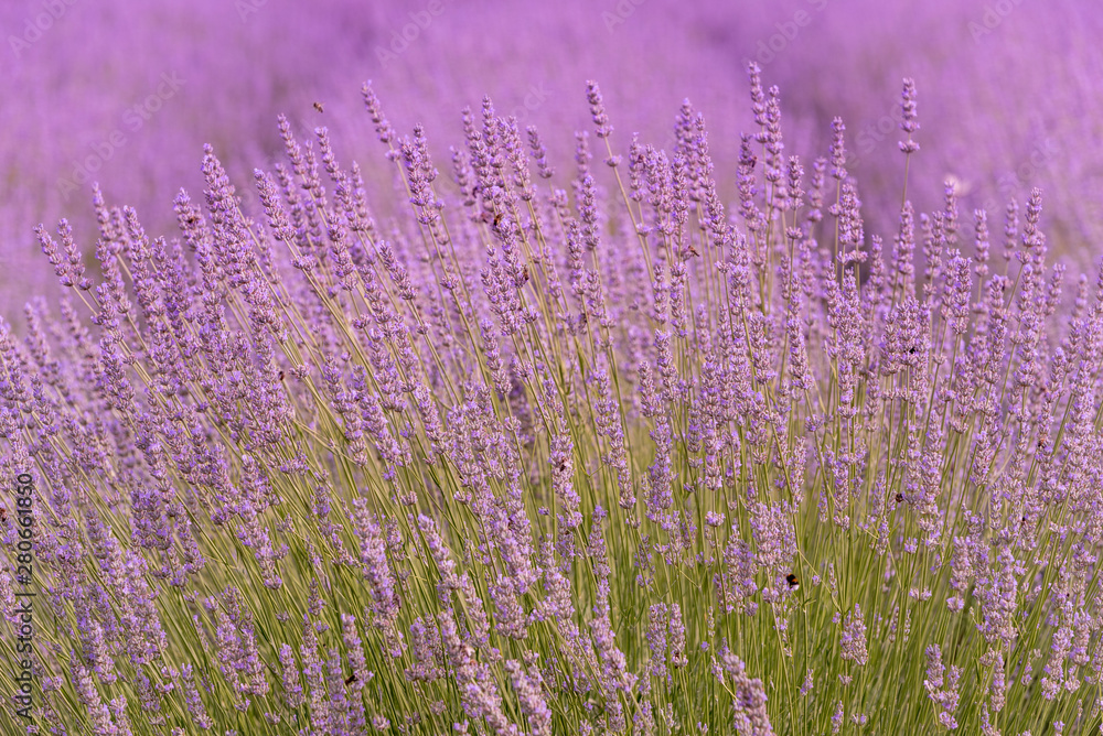 Blooming lavender in a field close-up, in the summer in the sunlight at sunset