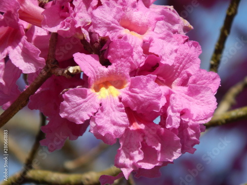 pink flowers of a tree in spring