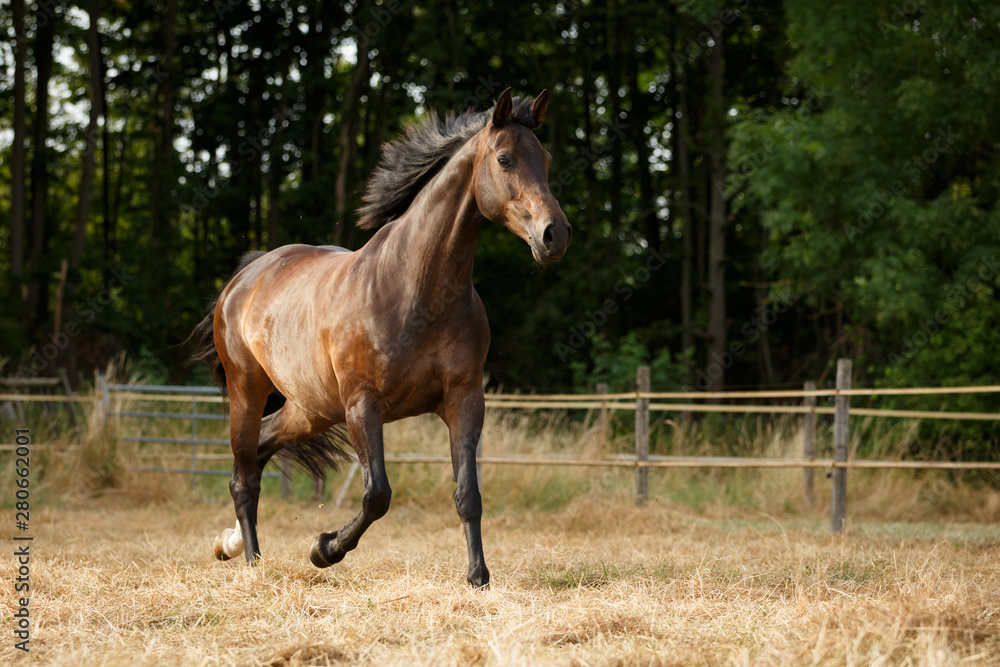 Pferd auf der Wiede