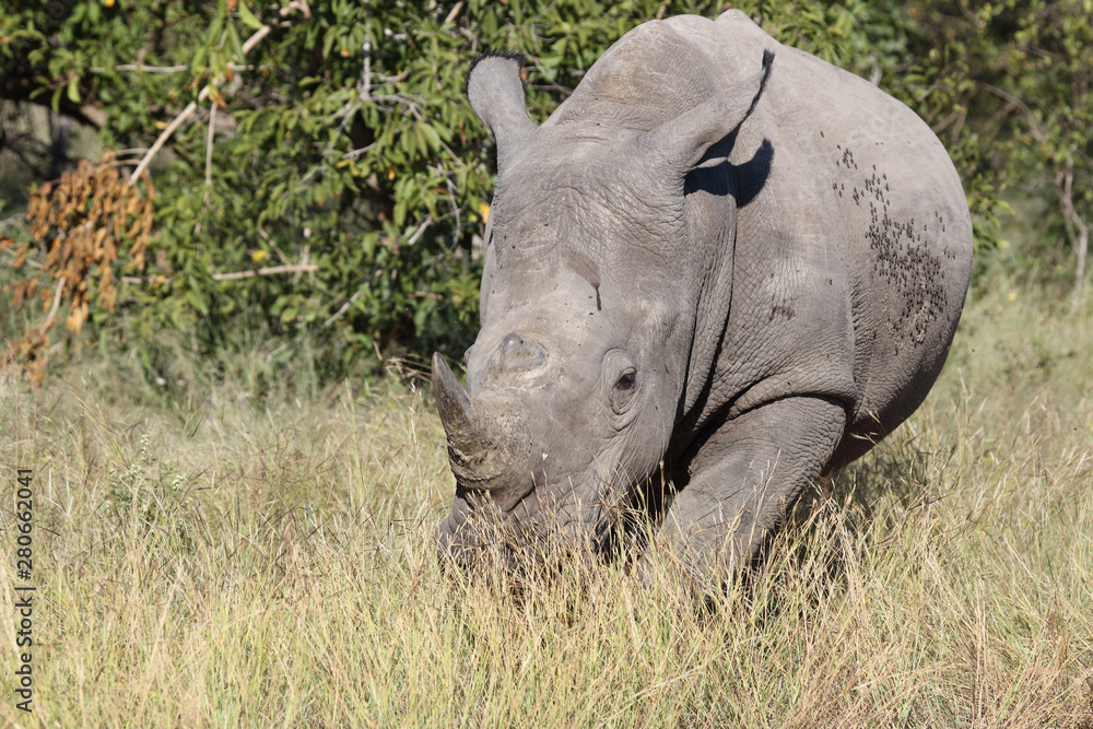 Obraz premium Breitmaulnashorn / Square-lipped Rhinoceros / Ceratotherium Simum